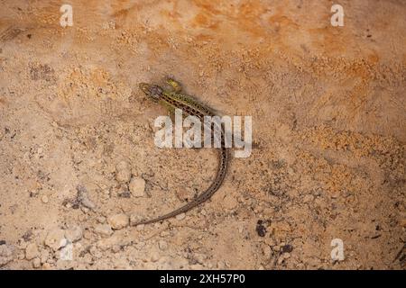 Lucertola di sabbia maschile a terra da vicino Foto Stock