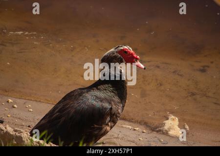 Anatra muschiata sulla riva del fiume Foto Stock