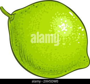 Illustrazione dettagliata color frutta lime Illustrazione Vettoriale