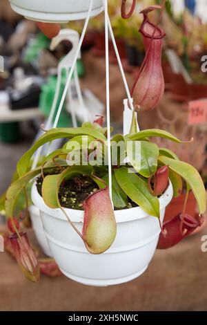 Nepenthes pianta carnivora o pianta a caraffa tropicale in vaso Foto Stock