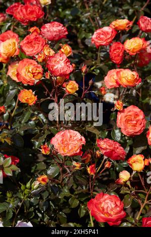 Rose con fiori arancioni e gialli e foglie di rosso scuro alla luce del sole Foto Stock