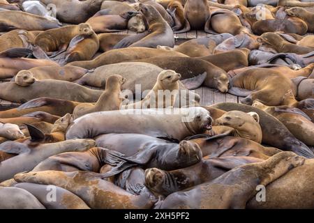 California Sea Lions al Molo 39 di San Francisco Foto Stock