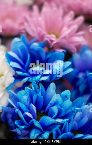 Un bellissimo assortimento di fiori blu e rosa con sorprendenti centri bianchi, che mostrano un'incredibile esposizione di colori in natura Foto Stock