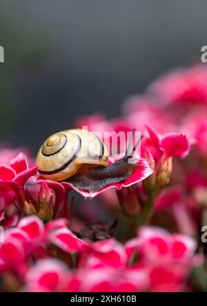 Close up of garden snail crawling across bright pink flowers. Foto Stock