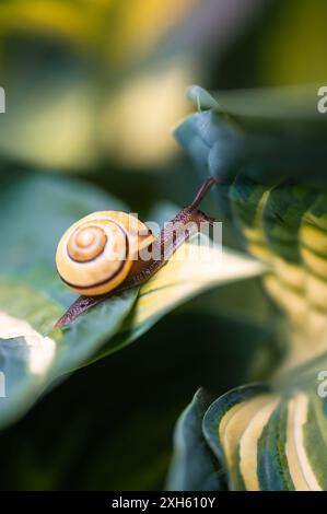 Close up of garden snail crawling across green hosta leaves. Foto Stock
