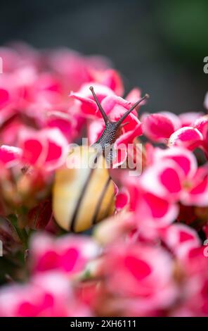 Close up of garden snail crawling across bright pink flowers. Foto Stock