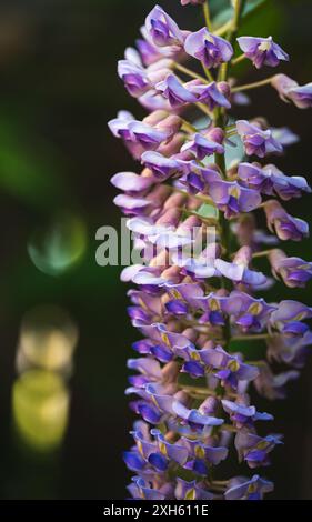 Close up of wisteria flower blooming on a vine on a sunny day. Stock Photo