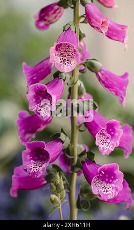 Macro close up of pink flowers on foxglove plant blooming in summer. Stock Photo