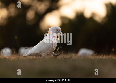 A Long-Billed Corella walking on the ground in soft light Stock Photo