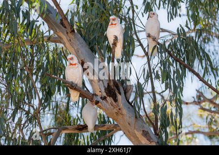 Long billed corellas perched in a tree Stock Photo