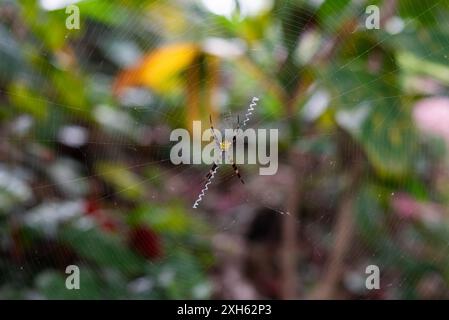 Colourful Hawaiian garden spider rests on web waiting for prey. Stock Photo