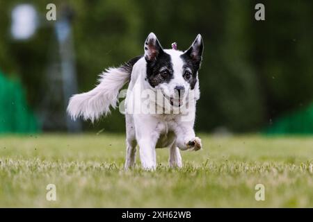 All American Mixed Breed Mutt Running in Lure Coursing Dog Sport Foto Stock