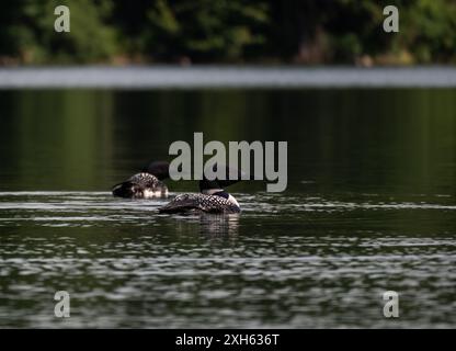 Pair of common loons swimming on calm lake on summer morning. Stock Photo