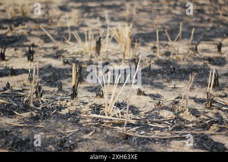 Stoppie di riso causate dalla combustione nei campi di riso dopo la raccolta Foto Stock