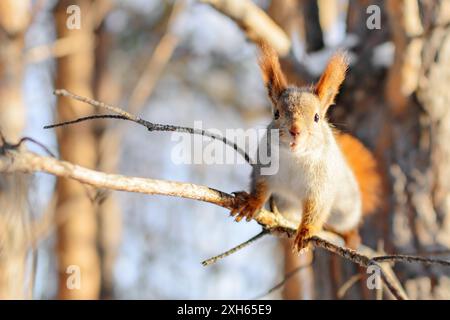 Scoiattolo rosso eurasiatico con cappotto invernale grigio seduto sul ramo. Vista ravvicinata del roditore arboreo. Animale in natura. Foto Stock