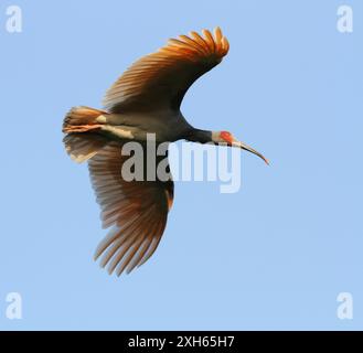 Ibis con cresta giapponese, ibis con cresta asiatica, ibis con cresta imperiale, ibis giapponese, ibis bianco giapponese, ibis Oriental Crested (Nipponia nippon), in flig Foto Stock