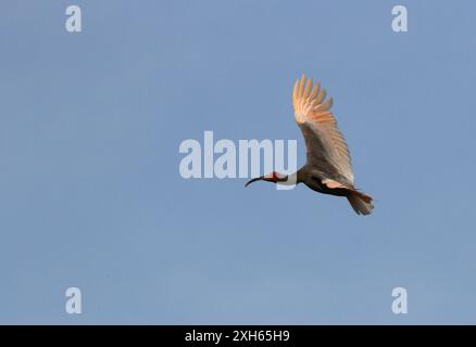 Ibis con cresta giapponese, ibis con cresta asiatica, ibis con cresta imperiale, ibis giapponese, ibis bianco giapponese, ibis Oriental Crested (Nipponia nippon), in flig Foto Stock