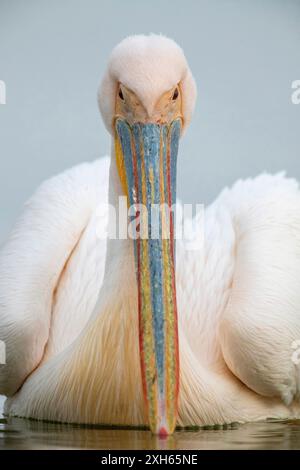 Pellicano bianco orientale (Pelecanus onocrotalus), nuoto sul lago Kerkini, guardando verso la macchina fotografica, Grecia, lago Kerkini Foto Stock