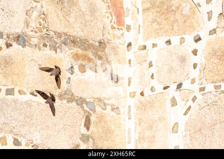 crag martin (Ptyonoprogne rupestris, Hirundo rupestris), in volo di fronte ad un antico muro del castello, ombra, Spagna Foto Stock