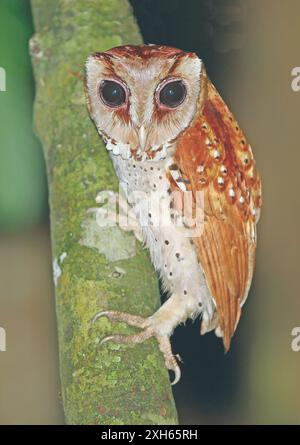 Bay Owl, Oriental Bay Owl (Phodilus badius badius, Phodilus badius), seduta presso un tronco di albero, Malesia, Borneo, Sabah Foto Stock