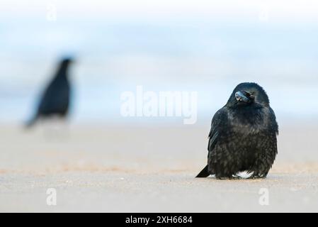 Corvo di Carrion (Corvus corone, Corvus corone), arrocchi ghiacciati sulla spiaggia sabbiosa, vista frontale, Paesi Bassi, Paesi Bassi settentrionali Foto Stock