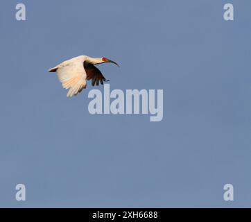 Ibis con cresta giapponese, ibis con cresta asiatica, ibis con cresta imperiale, ibis giapponese, ibis bianco giapponese, ibis Oriental Crested (Nipponia nippon), in flig Foto Stock