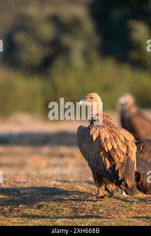 Avvoltoio griffon, avvoltoio griffon eurasiatico (Gyps fulvus), arroccato sul terreno, vista posteriore, Spagna, Estremadura Foto Stock