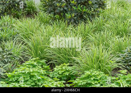 Goldband Carex (Carex morrowii 'Ice Dance', Carex morrowii Ice Dance), cultivar Ice Dance Foto Stock