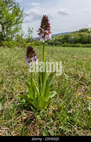lady Orchid (Orchis purpurea), fioritura, Germania, Renania settentrionale-Vestfalia Foto Stock