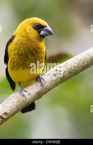 Grosbeak dalle cosce nere (Pheucticus tibialis), maschio seduto su un ramo nella foresta pluviale. Endemica delle montagne della Costa Rica e del Panama occidentale, Foto Stock