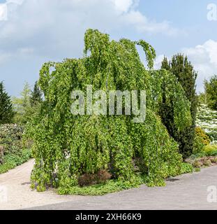 Albero di katsura sospeso, albero di Giuda giapponese, albero di Katsura, vite di Katsura (Cercidiphyllum japonicum 'Pendulum', Cercidiphyllum japonicum Pendulum), singolo Foto Stock