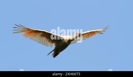 Ibis con cresta giapponese, ibis con cresta asiatica, ibis con cresta imperiale, ibis giapponese, ibis bianco giapponese, ibis Oriental Crested (Nipponia nippon), in flig Foto Stock