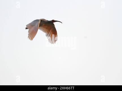 Ibis con cresta giapponese, ibis con cresta asiatica, ibis con cresta imperiale, ibis giapponese, ibis bianco giapponese, ibis Oriental Crested (Nipponia nippon), in flig Foto Stock