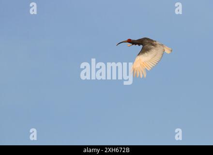 Ibis con cresta giapponese, ibis con cresta asiatica, ibis con cresta imperiale, ibis giapponese, ibis bianco giapponese, ibis Oriental Crested (Nipponia nippon), in flig Foto Stock