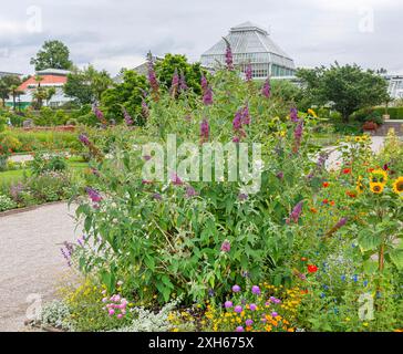 Cespuglio di farfalle, cespuglio di farfalle viola, lilla estiva, cespuglio di farfalle, occhio arancione (Buddleja davidii Flower Power, Buddleia davidii), fioritura, cultivar Foto Stock