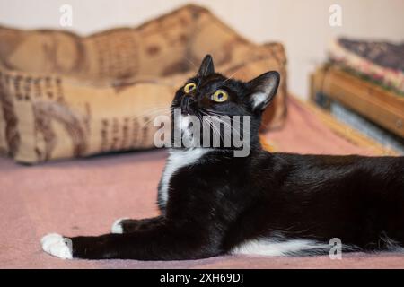 Membro carnivoro della famiglia Felidae, il gatto di Bombay con zampe bianche è arricciato su un letto vicino a una finestra illuminata dal sole, trasudando comfort con la sua eleganza Foto Stock