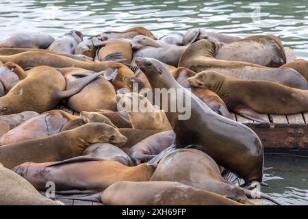 California Sea Lions al Molo 39 di San Francisco Foto Stock