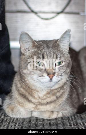 Un gatto domestico dalla panna corta, un membro della famiglia Felidae e un animale carnivoro, con gli occhi verdi, è sdraiato sul pavimento con la sua pelliccia grigia e il whis Foto Stock