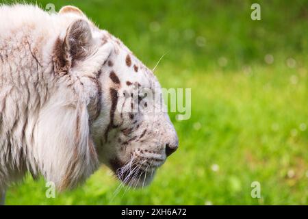 Testa di tigre bianca fotografata a piedi, fotografata sull'erba verde Foto Stock