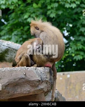 Vivere al limite! Due babbuini Hamadryas dormono sul bordo del loro recinto roccioso allo zoo di Paignton. Foto Stock