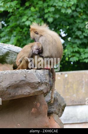 Vivere al limite! Due babbuini Hamadryas dormono sul bordo del loro recinto roccioso allo zoo di Paignton. Foto Stock