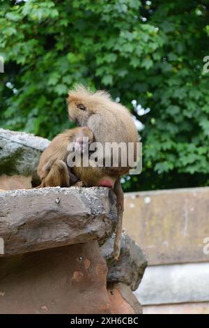 Vivere al limite! Due babbuini Hamadryas dormono sul bordo del loro recinto roccioso allo zoo di Paignton. Foto Stock