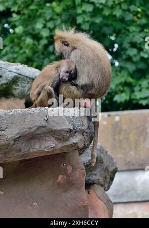 Vivere al limite! Due babbuini Hamadryas dormono sul bordo del loro recinto roccioso allo zoo di Paignton. Foto Stock