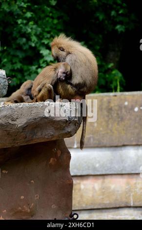 Vivere al limite! Due babbuini Hamadryas dormono sul bordo del loro recinto roccioso allo zoo di Paignton. Foto Stock