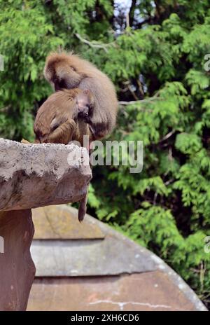 Vivere al limite! Due babbuini Hamadryas dormono sul bordo del loro recinto roccioso allo zoo di Paignton. Foto Stock