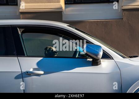 Un piccolo cane seduto sul sedile anteriore di un'auto in nuova Zelanda Foto Stock