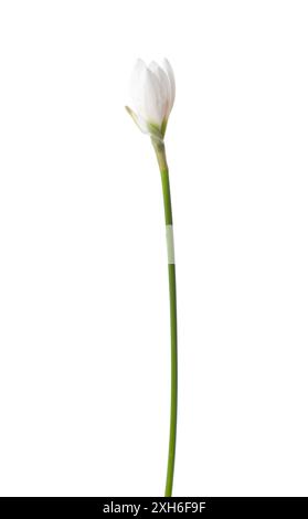 Bocciolo di apertura di Giglio bianco isolato su sfondo bianco. Zephyranthes candida. Foto Stock