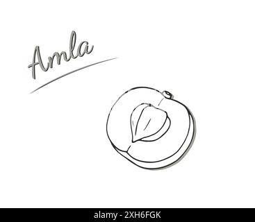 Uva spina indiana disegnata a mano, Phyllanthus emblica o amla. illustrazione isolata su bianco Illustrazione Vettoriale