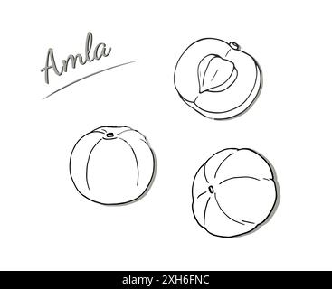 Set di frutta e foglie AMLA. Illustrazione disegnata a mano isolata su sfondo bianco. Illustrazione vettoriale Phyllanthus emblica. Uva spina indiana Illustrazione Vettoriale