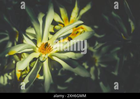 un albero o un arbusto con grandi fiori cerati tipicamente rosa cremoso. Le magnolie sono ampiamente coltivate come alberi ornamentali Foto Stock
